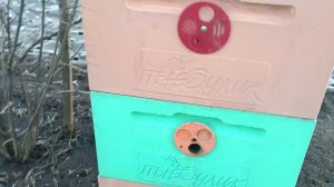 Птицы клюют ульи!