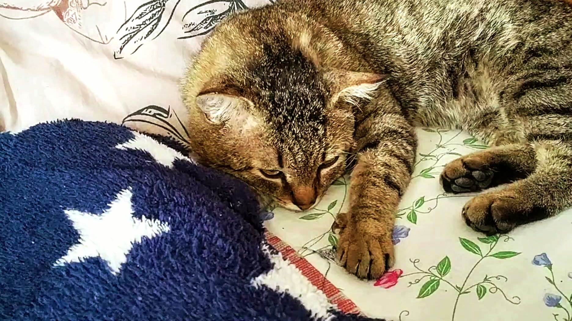 Как дела у больного кота!? Подписчики интересуются здоровьем Максика! 😻 06-03-2026