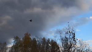 Шел на утку, а попал в тетерева! 🤯