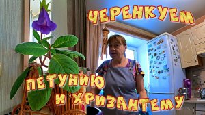 ЧЕРЕНКУЕМ ПЕТУНИЮ И ХРИЗАНТЕМУ