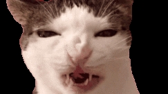 мемные коты