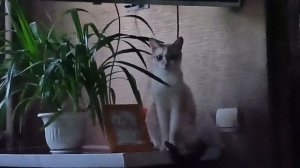 КРАСАВИЦА МОЯ ! ХОТЬ КАРТИНУ ПИШИ 😺