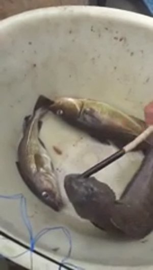 Висит Зубатка на палке! shorts