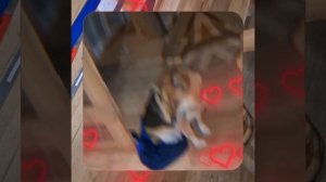 1000050584.mp4 (Собака наблюдает за устройством лестницы на 2-ой этаж в доме А-фрейм)