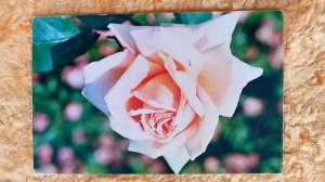 Поздравление с 8 марта 2026 года