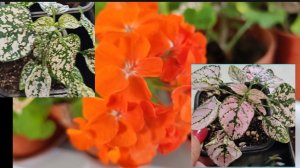 Накупила красоты...