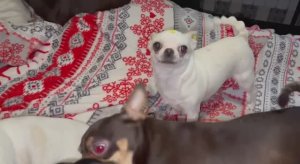 Доброго, праздничного утречка девочки!