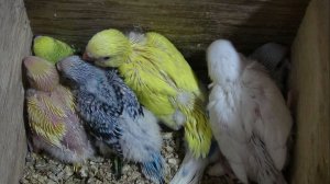 Попугаи размножение.