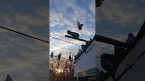 мои голуби, Ростовская область Сальский р-н Андрей (89895013708) продаются