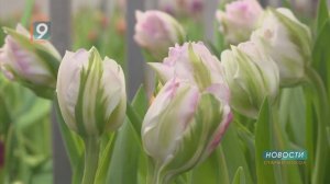 Новости Старого Оскола от 6 марта