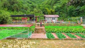 Сбор урожая водяного шпината для продажи. Выращивание новых сортов овощей. Серия 44. Ли Фук Ви