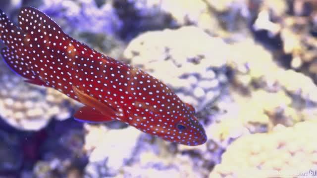 #Коран#АльБакъара#СамыеКрасивыеМеста#Relaxation##Islam#Quran#AlBaqarah'#Minshawiy #4кВидео#31часть#