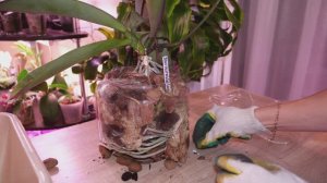 Ужас после пересадки орхидеи 😧 Мистика Барабашка поиграл 🤔