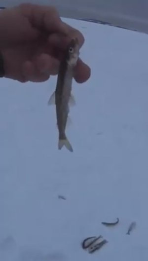 Он сам стал добычей shorts