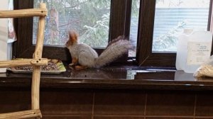 дедушка кормит белку дома