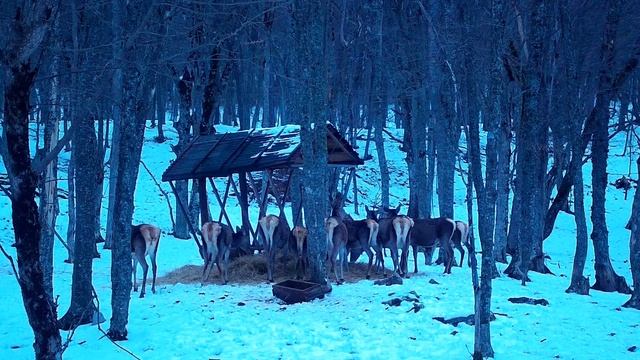 Биотехния ГПЗ «Ялтинский горно-лесной».