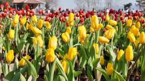 🌸Весенние цветы привлекают туристов в регионы Китая