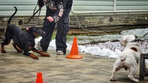Дзен против энерджи. Акита или доберман, бульдог или кли-кай