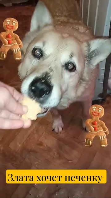 Злата хочет печенку и не только