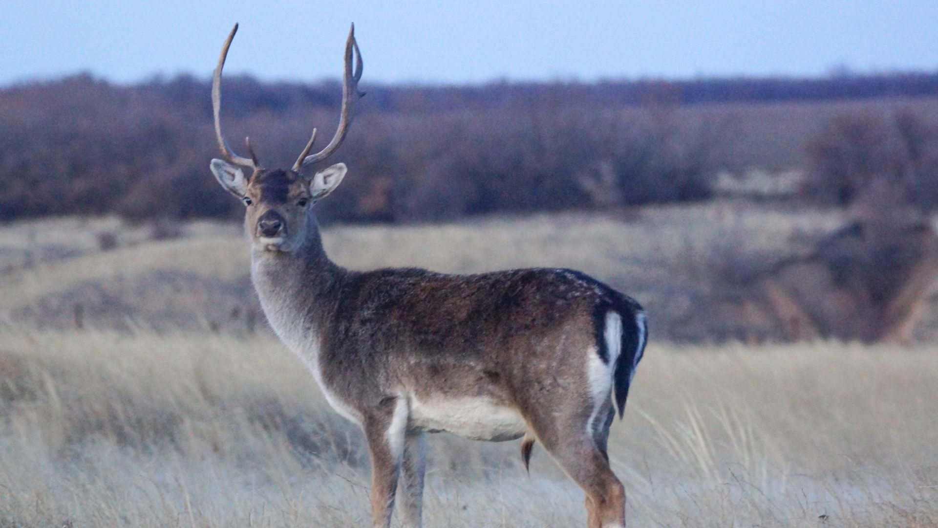 Здравствуй весна!