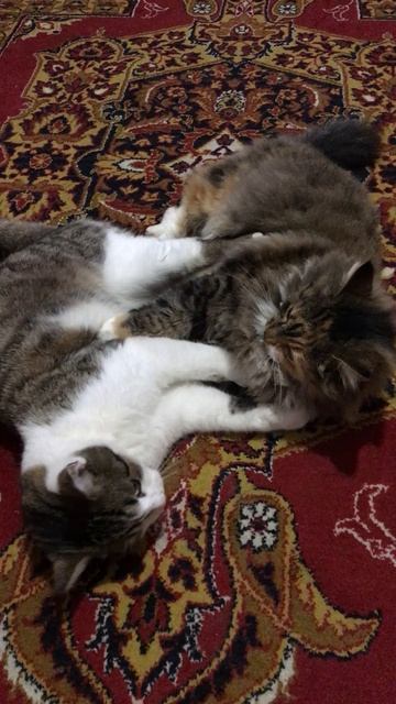 Кошечка Муся и кот Васька