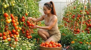 Сбор и продажа помидоров с фермы. Веду хозяйство. Ан Ли. Вьетнам