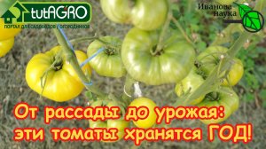 Любые томаты хранятся ГОД! Больше НЕ ПОКУПАЮ помидоры зимой! Секретное средство от болезней и гнили.