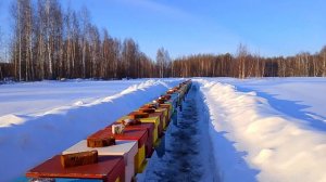 Одна из лучших зимовок! Выставили пчёл 🐝