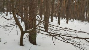 Обломанные ветки сосен.