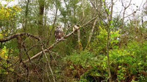 Небо и травы...