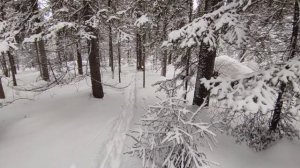 2026.03.06. Крючково. Дэля зовет меня домой. Снег 95 см, t-4°