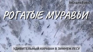РОГАТЫЕ МУРАВЬИ - КАРАВАН В ЗИМНЕМ ЛЕСУ #лоси #дикаяприрода #животныезимой #тайга #лес #nature