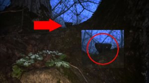 Страшные звери в лесу в дупле Деревьев живут | Страшные видео