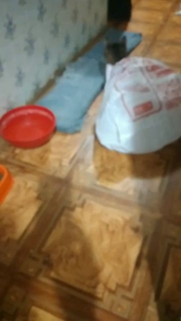 Барсюша - белый плащ!