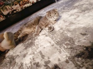 на чиле в начовке