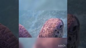 Бесподобные и огромные красотки Марса Мубарак! Iberotel Costa Mares!