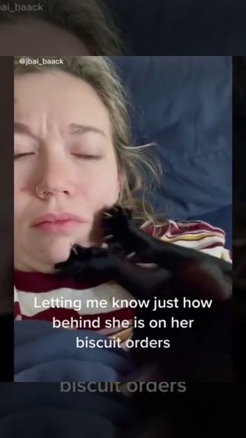 Друзья человека 😊 #животные #смешное #приколы #собаки #кошки