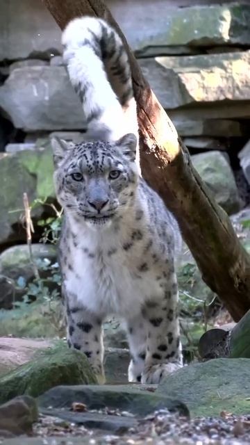 У ирбиса есть забавная и необычная привычка — он нередко держит собственный хвост в зубах