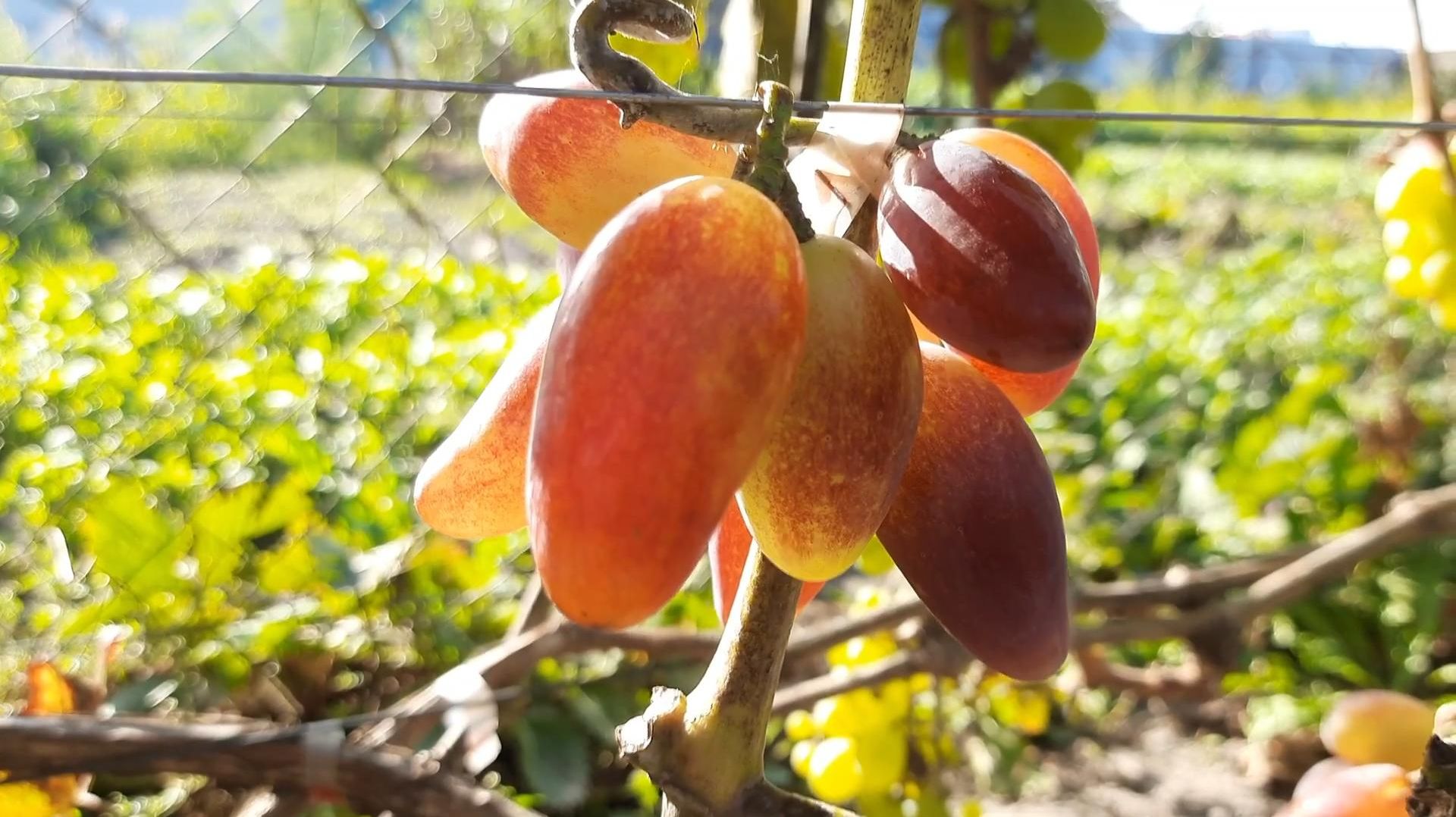 Виноград Джанго. Розовый, крупный, ранний, шикарный вкус