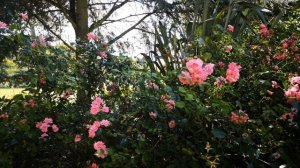 ПОСЛЕДНИЙ ВАЛЬС сл Лилии Папушиной музыка исполняет ИИ