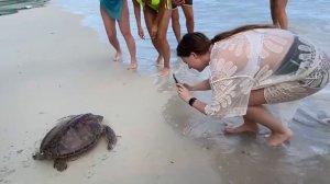 Спасение черепашки