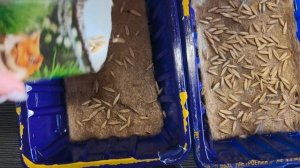 Высаживаем семена на джутовый коврик