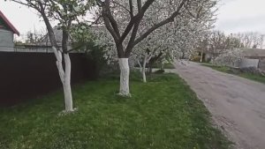 Хитрая побелка деревьев чтоб на весь сезон