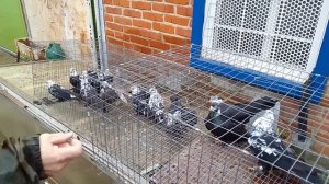 6.03.2026г Леушковские Бойные на продажу!!!+79298223260 Константин