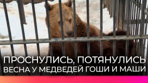Медведи Гоша и Маша из окуловского зоопарка «Аленушка» вышли из зимней спячки