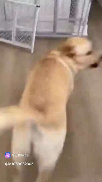 собака в маске