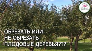 ОБРЕЗАТЬ ИЛИ НЕ ОБРЕЗАТЬ ПЛОДОВЫЕ ДЕРЕВЬЯ