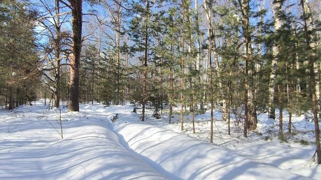 Солнечный день в зимнем лесу. ч.2. Март 2026