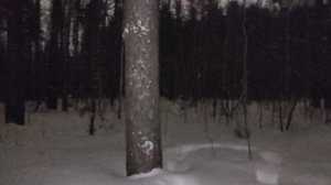 В лесу: почему Путин предложил перенаправить газ из Европы на восток именно сейчас? Война с Ираном