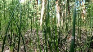 Хвощ в  лесу